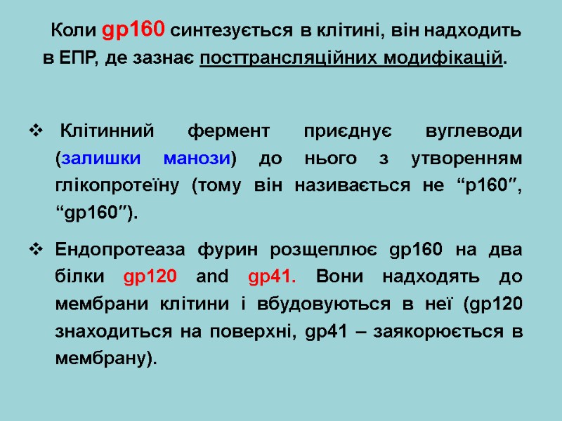 Коли gp160 синтезується в клітині, він надходить в ЕПР, де зазнає посттрансляційних модифікацій. 